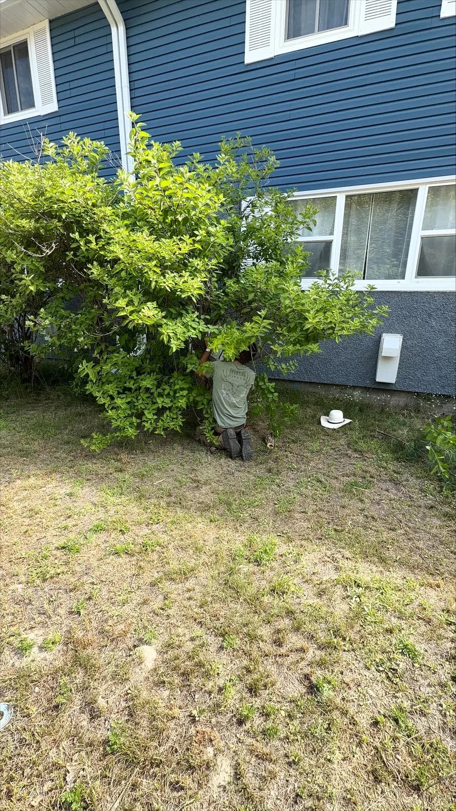 PVS crew member pruning a large shrub beside a home in the Ottawa Valley