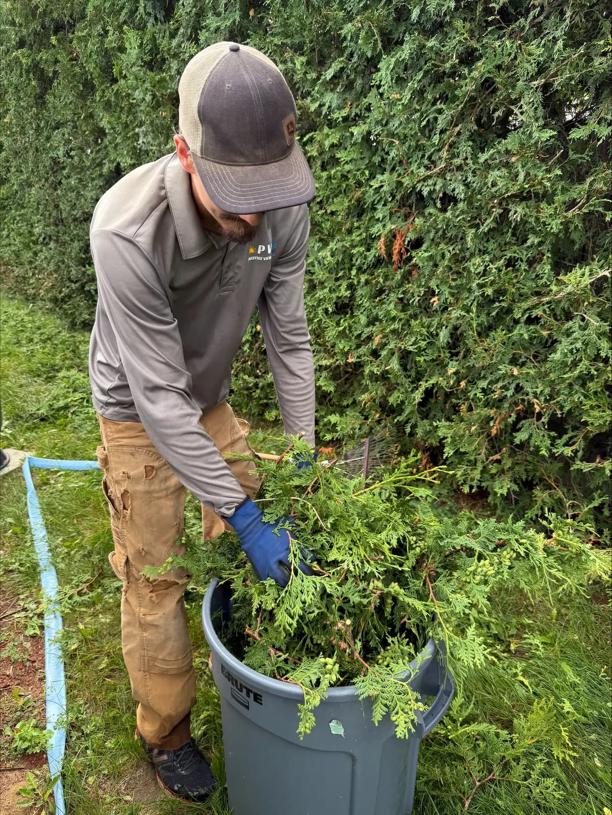Crew member loading fresh cedar trimmings into a bin beside a tall hedge near Pembroke