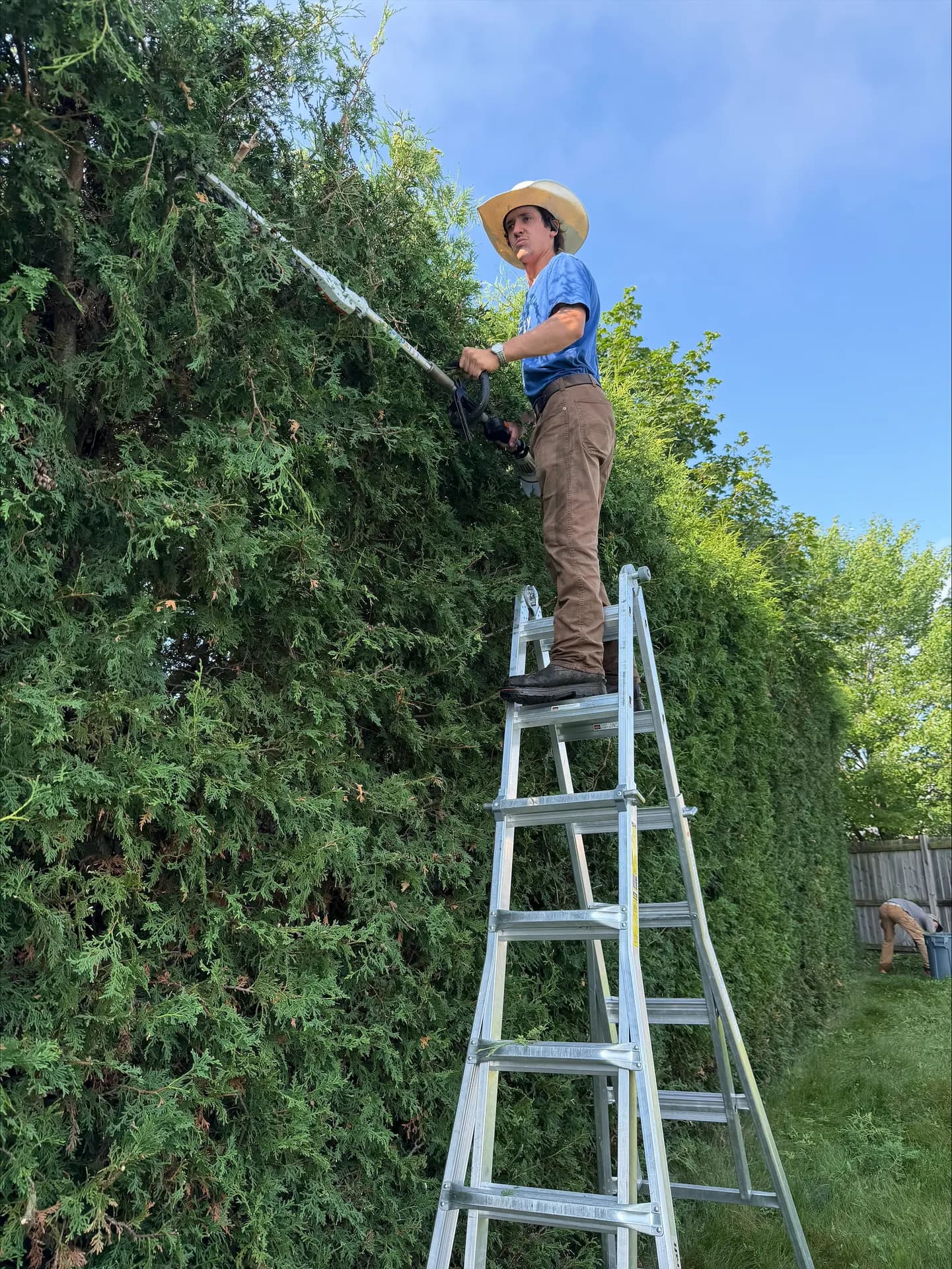 PVS crew member on a ladder shaping a towering cedar hedge under a blue sky