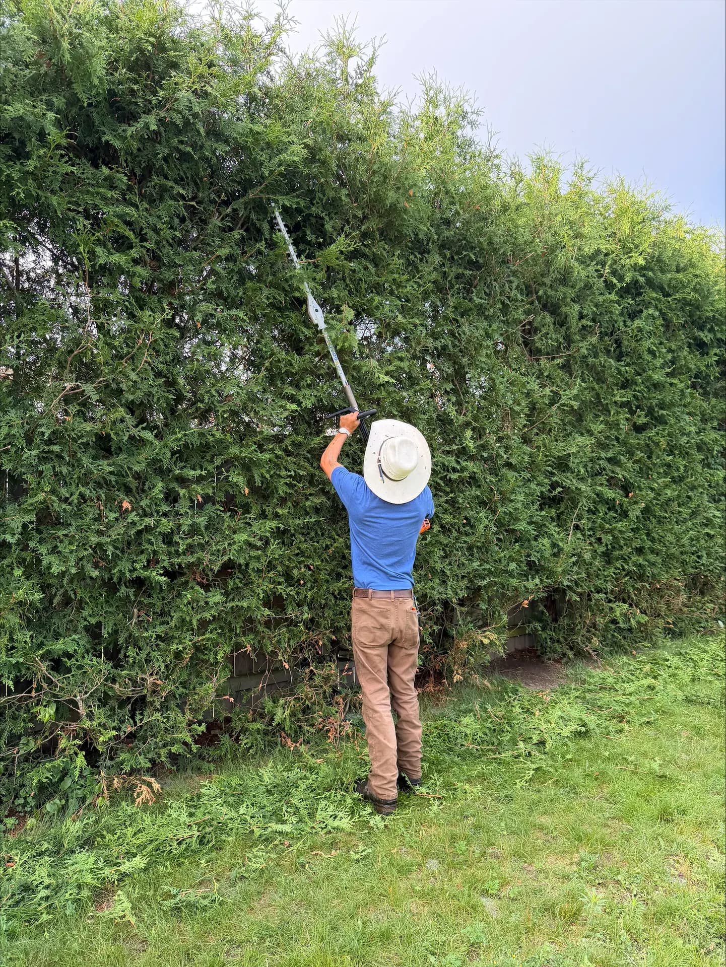 Crew member trimming a tall cedar hedge with a pole trimmer in the Ottawa Valley