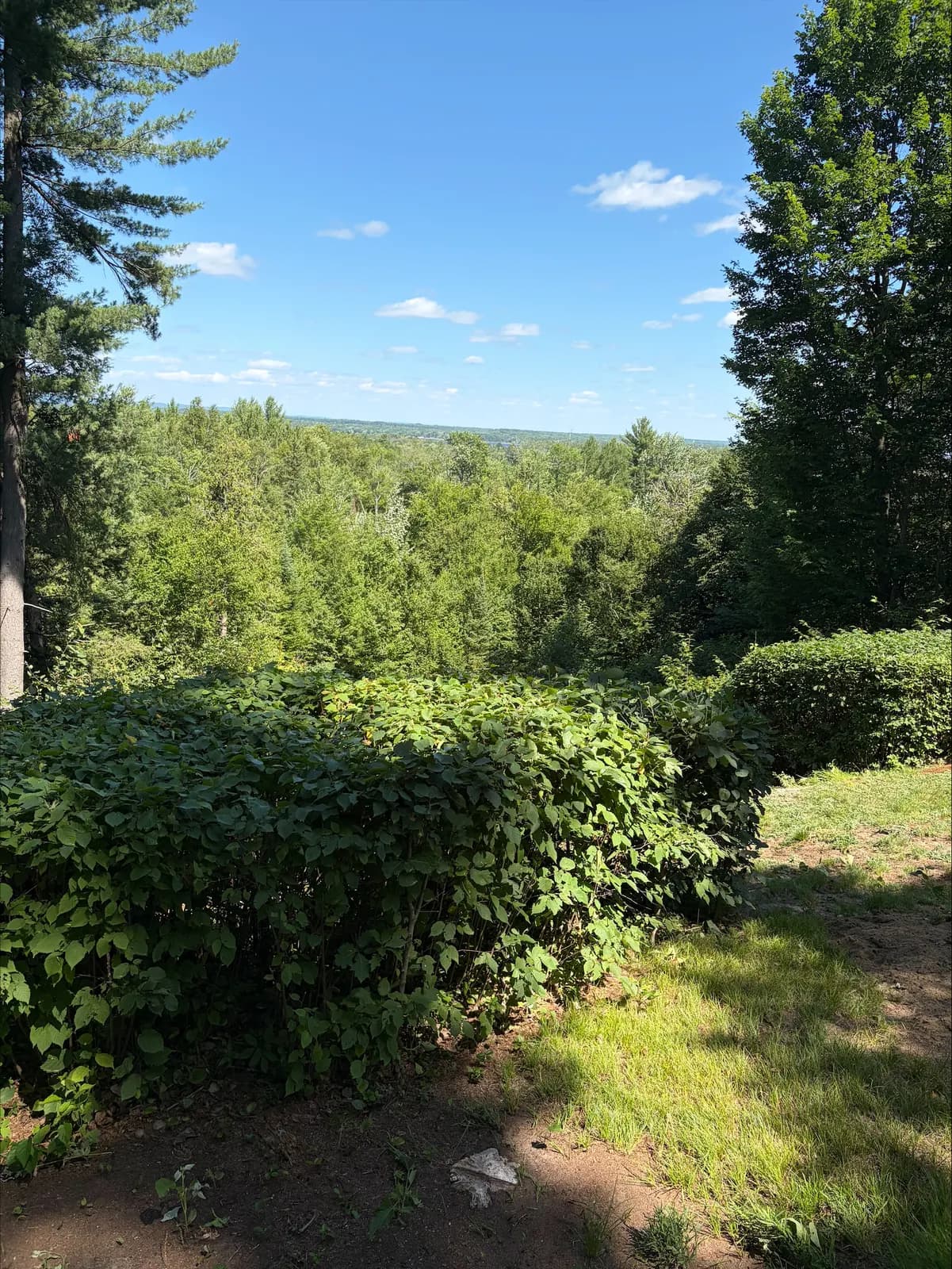 Hilltop view over freshly trimmed shrubs to the Ottawa Valley treeline