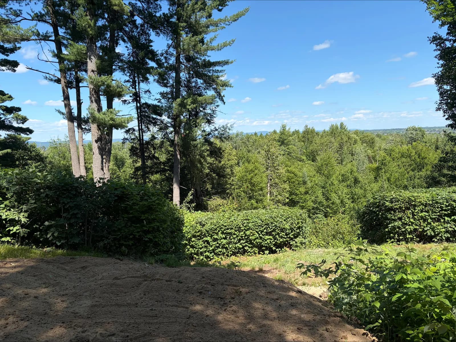 Tidied hillside garden with fresh grading and pines on a Laurentian Valley property