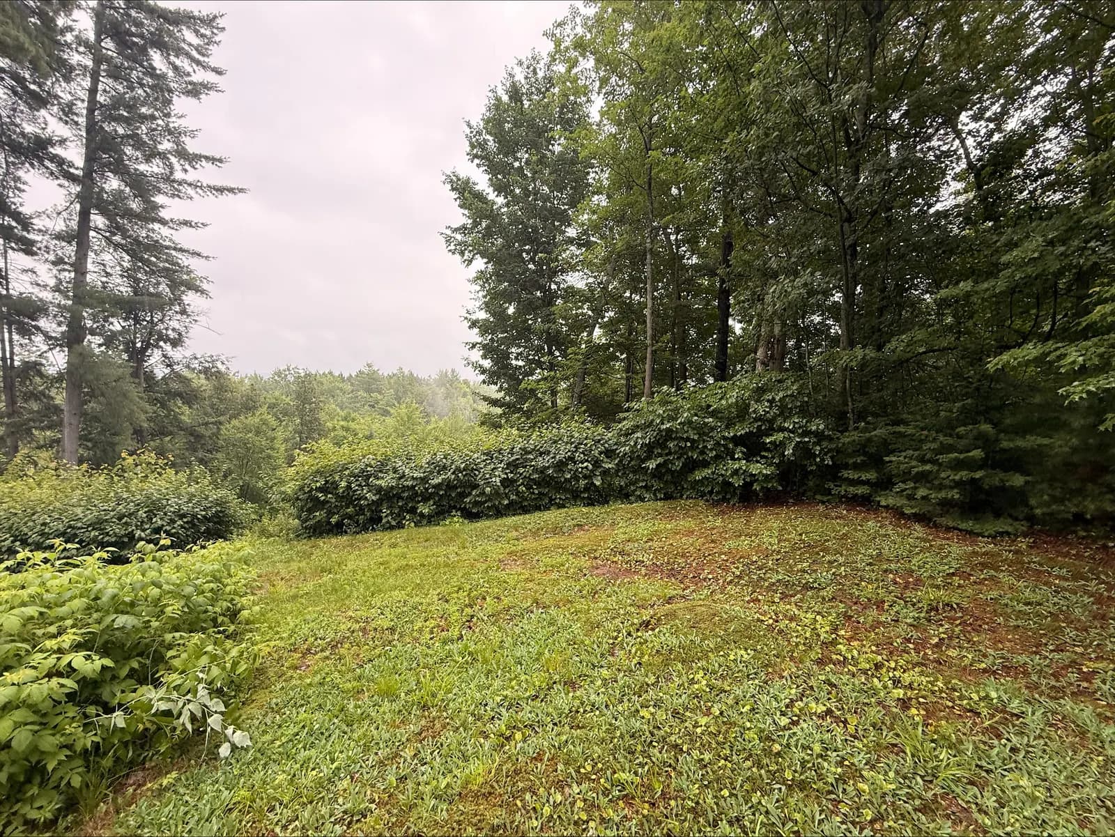 Neatly trimmed hedge line and cleared green space after a landscaping refresh in the Ottawa Valley