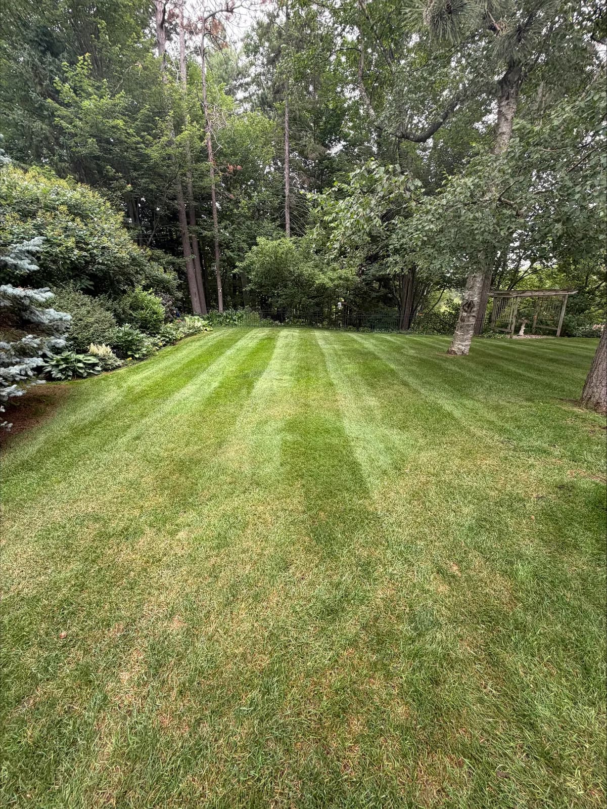 Striped freshly mowed backyard framed by mature evergreens near Deep River