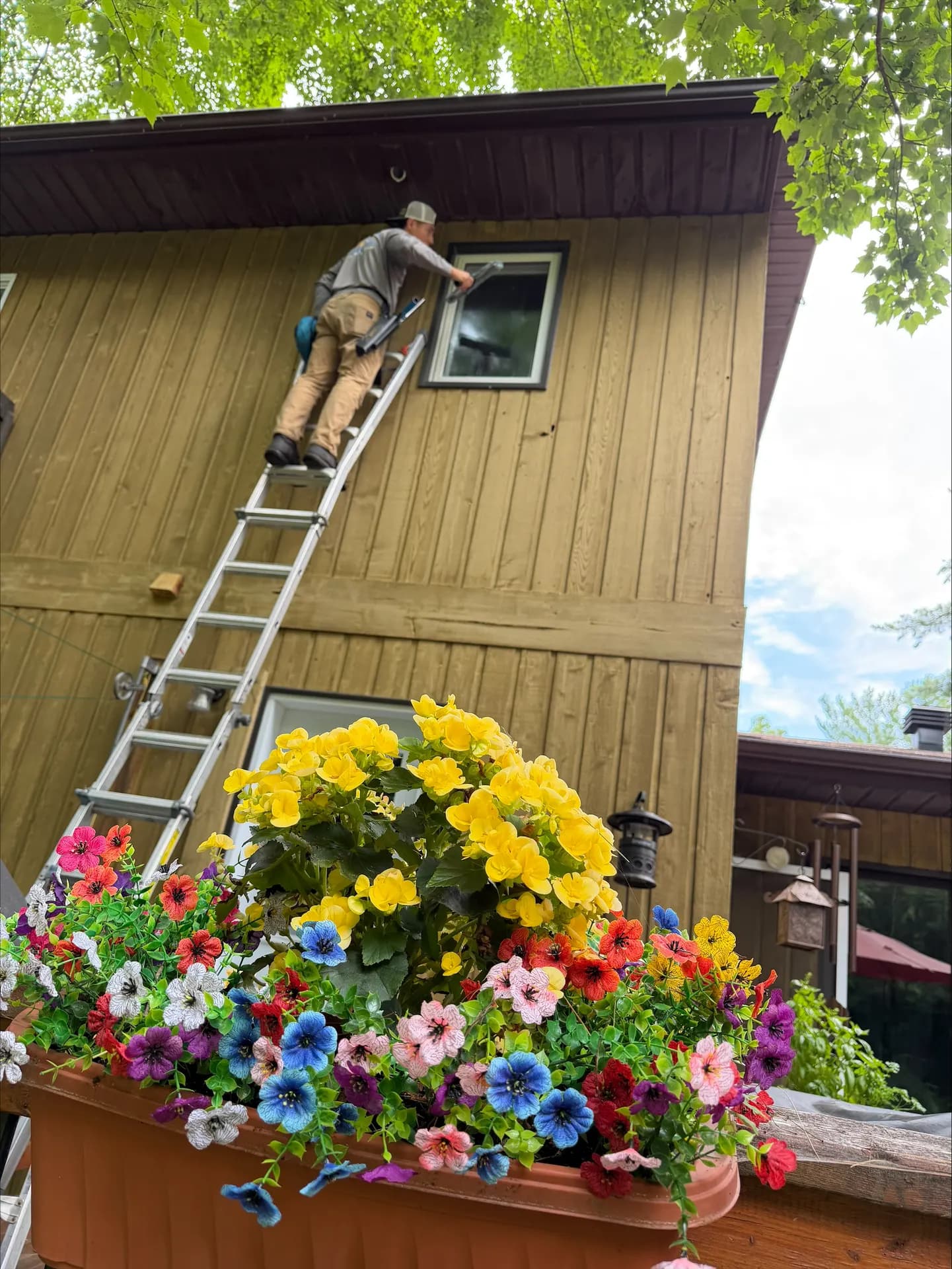 Technician on an extension ladder squeegeeing an upper window of a wood-sided cottage in the Ottawa Valley